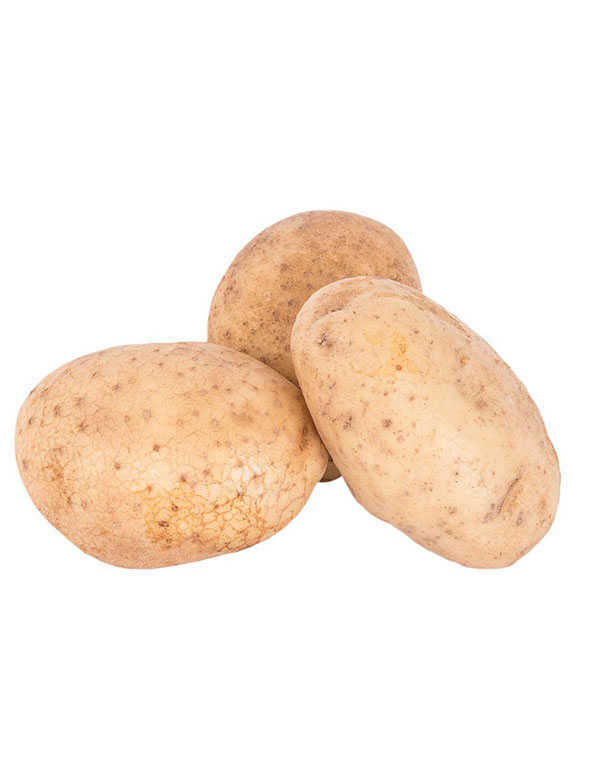 Potato LARGE WHOLESALE