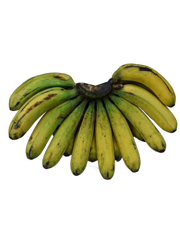 Banana Lacatan